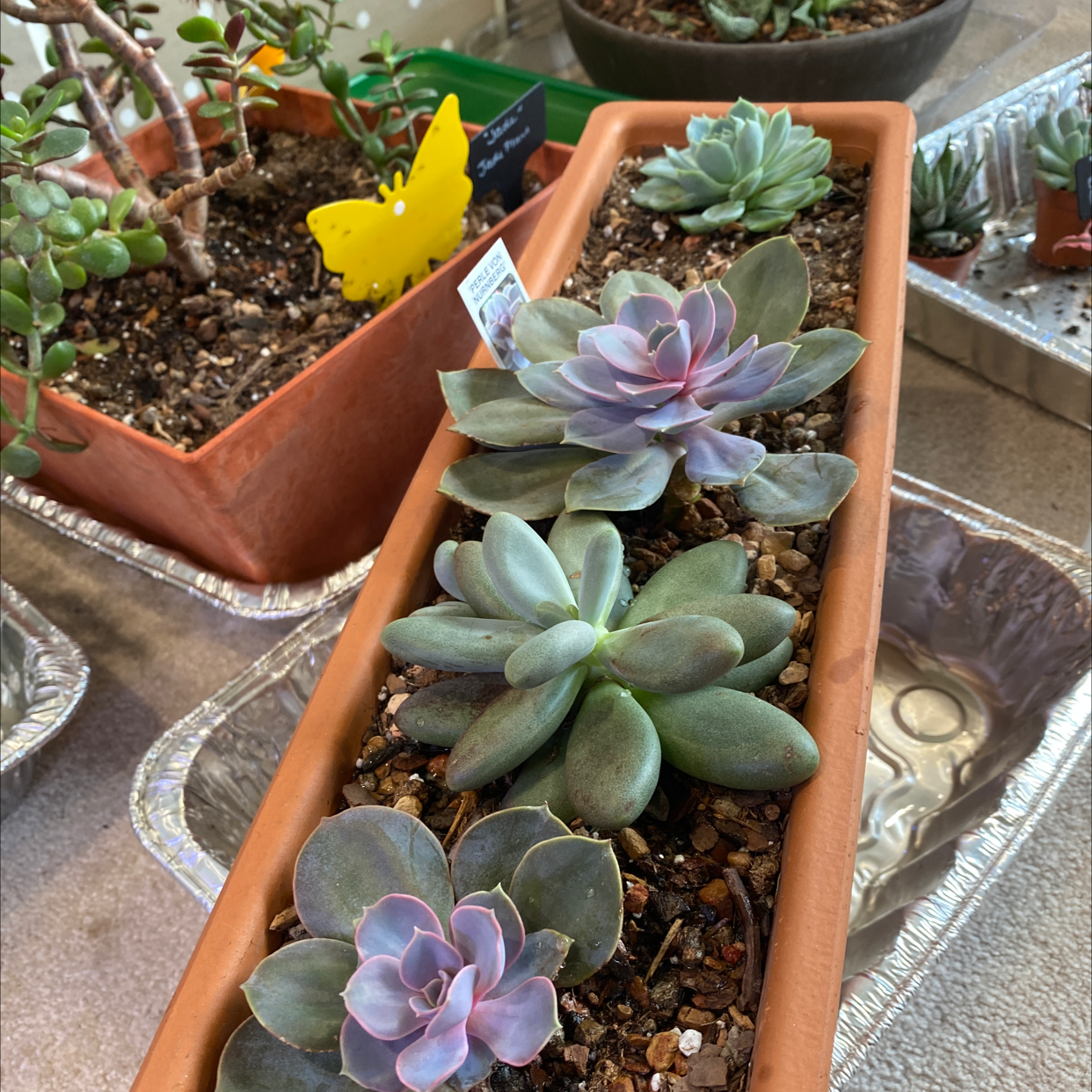 Rectangular planter with multiple healthy Echeveria 'Perle von Nurnberg' succulents.