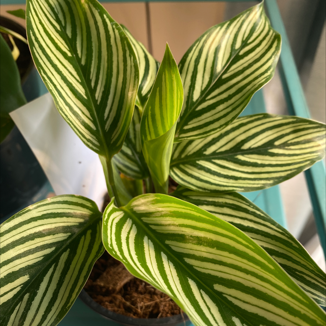 Healthy Calathea Vittata plant with vibrant green leaves and white stripes.