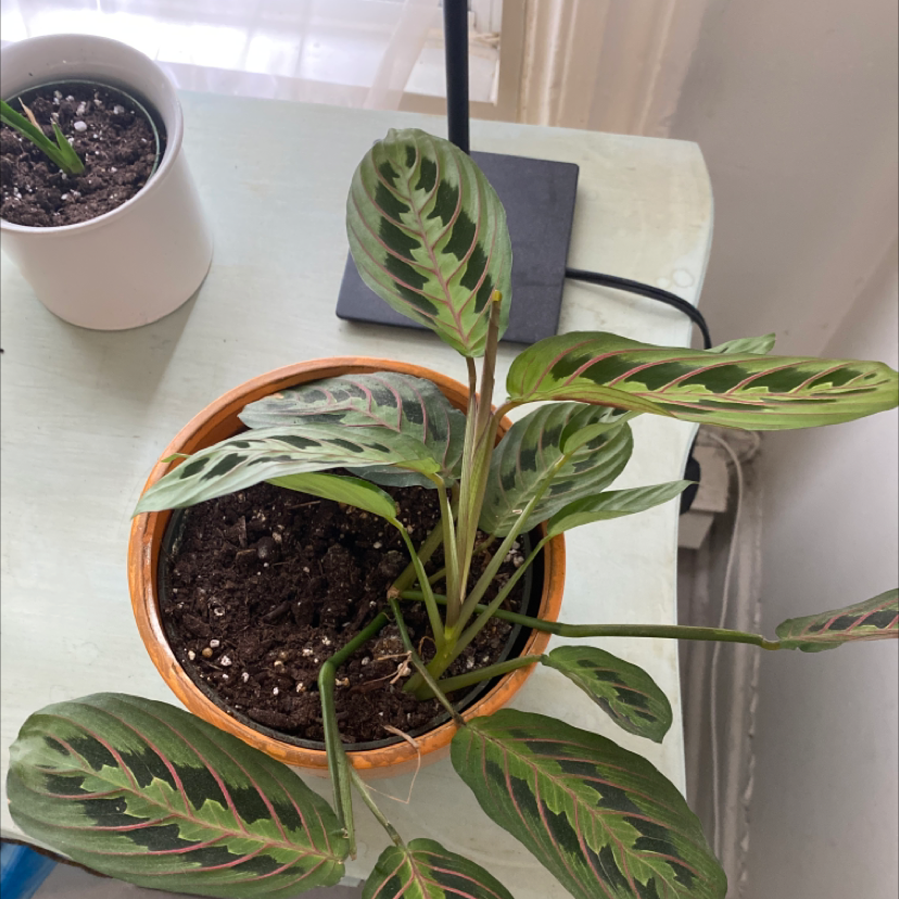 Green Prayer Plant plant photo by @Isaure named Kathy on Greg, the plant care app.