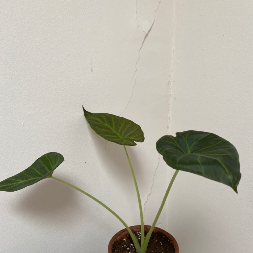Alocasia 'Sarian' plant with three large green leaves in a small pot with visible soil.