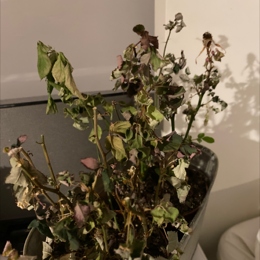 Photo of the plant species Tiffany Rose by Amber named Clara on Greg, the plant care app