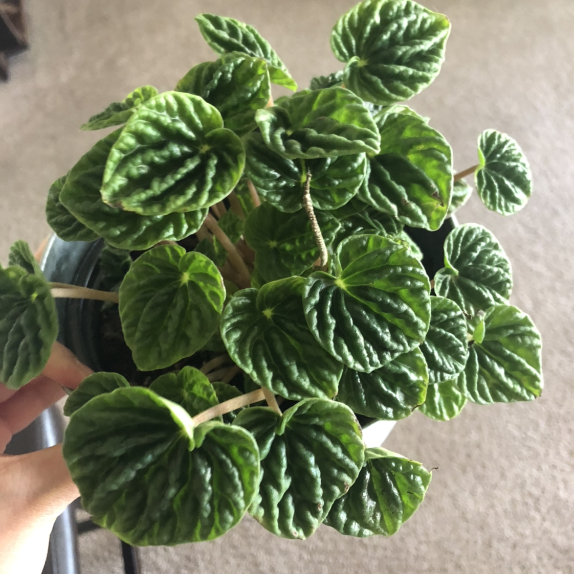 Photo of the plant species Emerald Ripple Peperomia by @fluffymonkey29 named Your plant on Greg, the plant care app