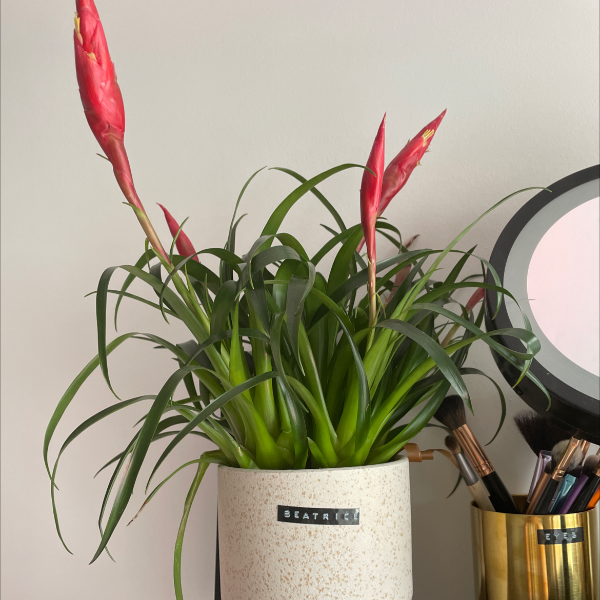 Flaming Sword Bromeliad with red flowers in a white pot labeled 'Beatrice'.