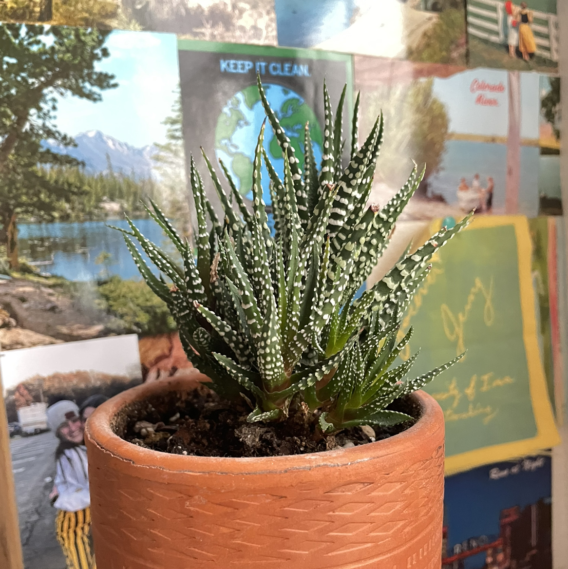 Zebra Plant plant photo by @lilscott named buddy on Greg, the plant care app.