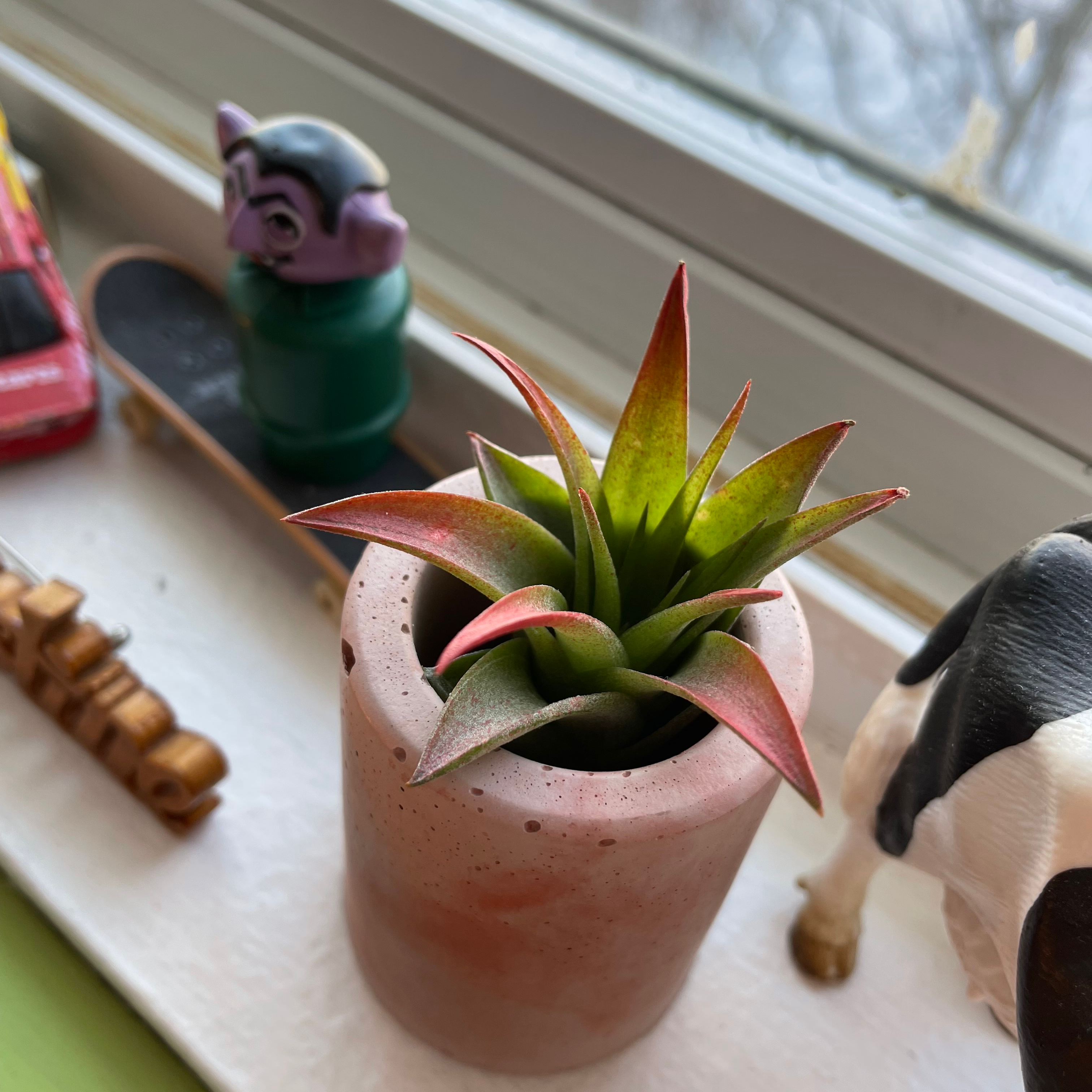 Blushing Bride Air Plant plant photo by @lilscott named Patty on Greg, the plant care app.