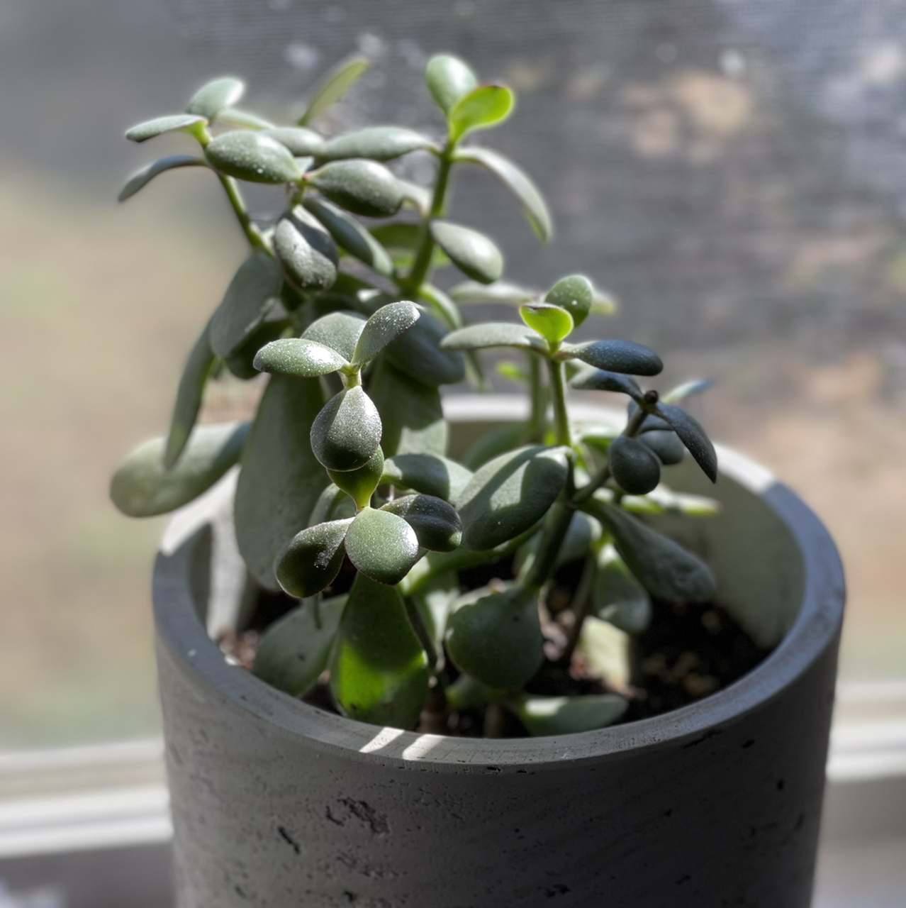 Lucky Plant plant photo by @CadeWilky named Ted on Greg, the plant care app.