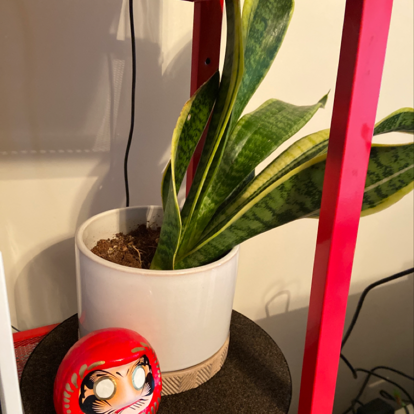 Photo of the plant species Socotran Caralluma by Chelsea named Snakkkkk on Greg, the plant care app