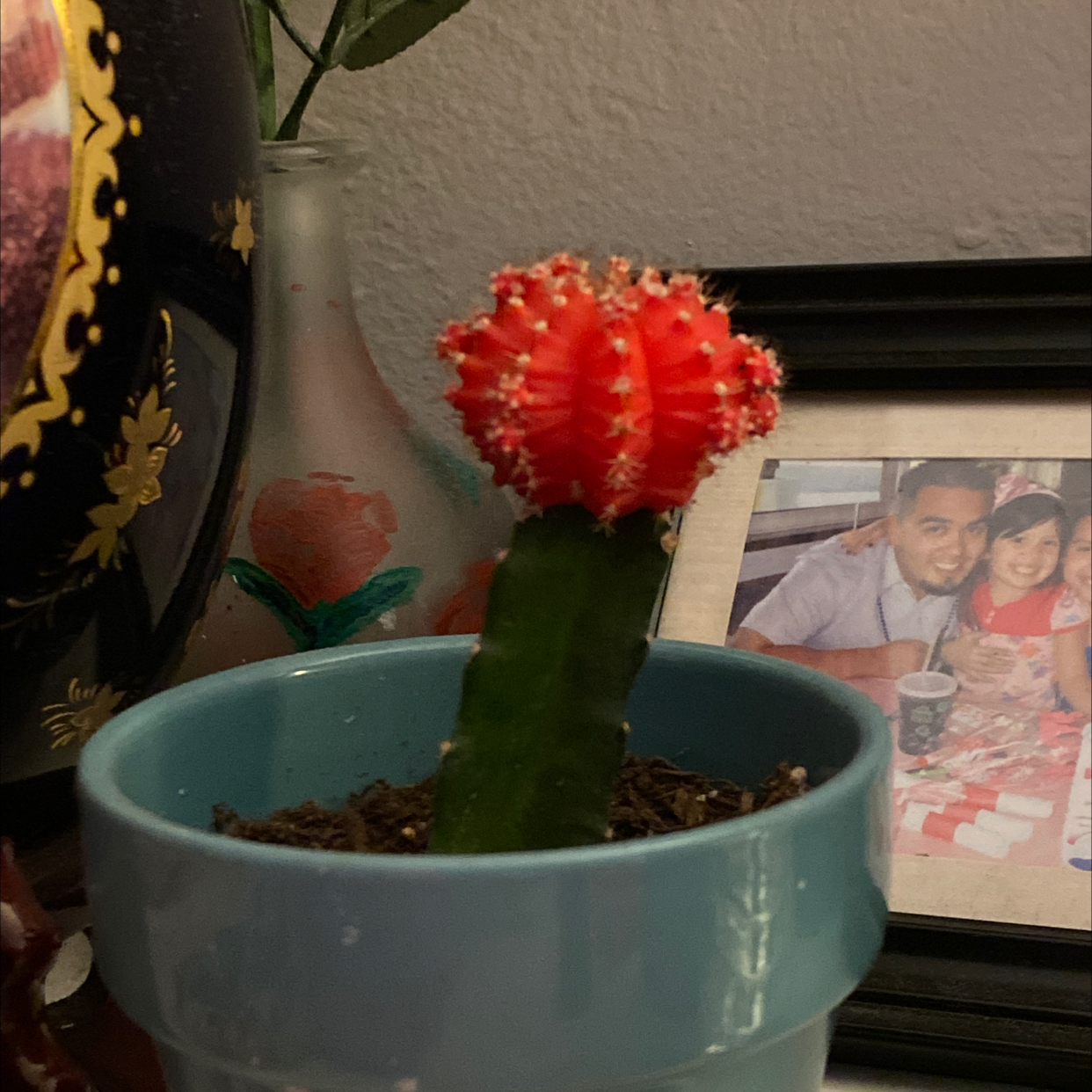 Moon Cactus plant photo by Serena named Harry Potter Johnny Romero on Greg, the plant care app.