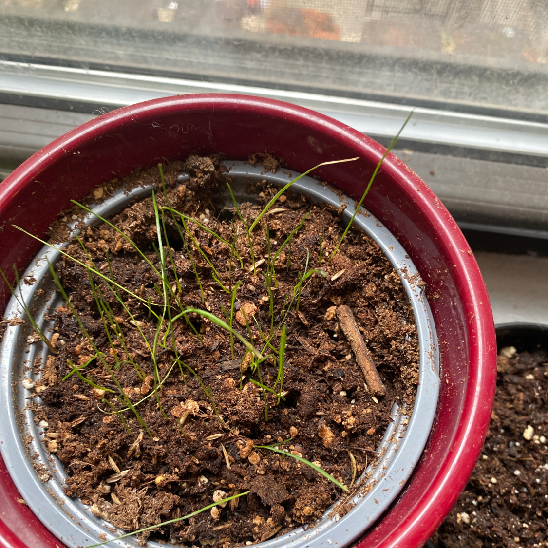 Potted cat grass in early growth stage with visible soil in a red pot.