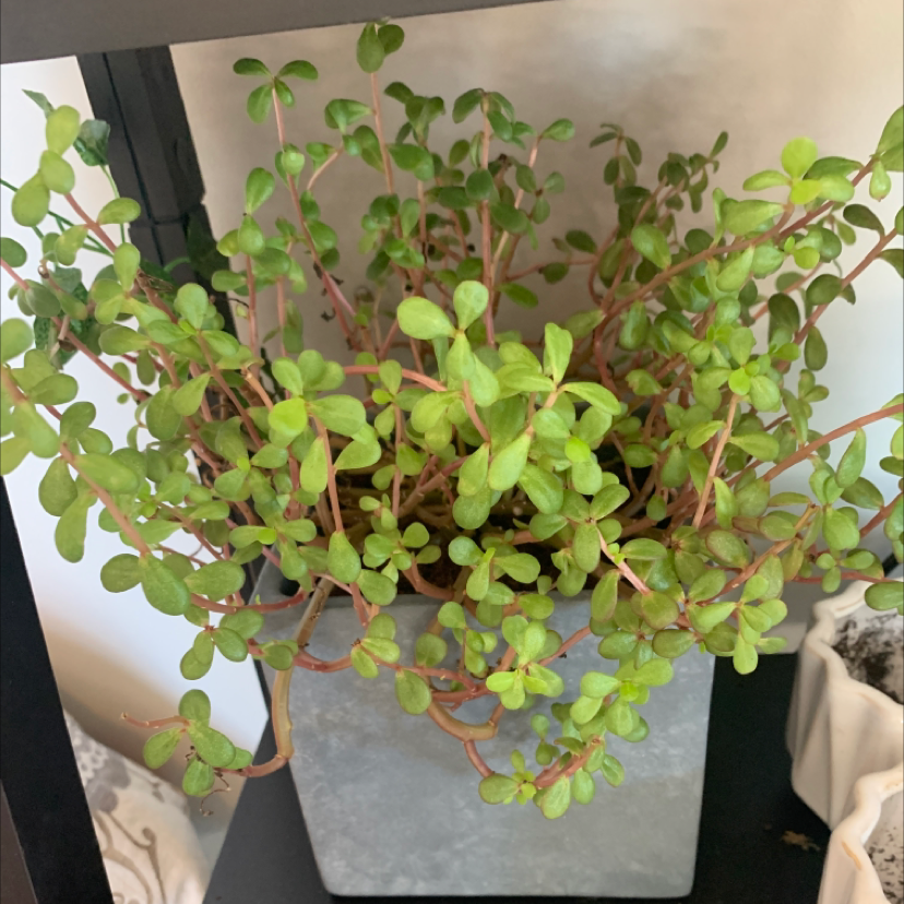 Healthy Common Purslane plant in a pot with numerous small, green leaves.