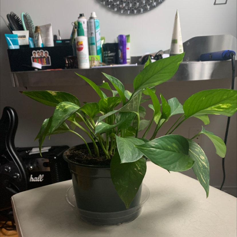 Jade Pothos plant photo by @Lea_StMartin named George on Greg, the plant care app.