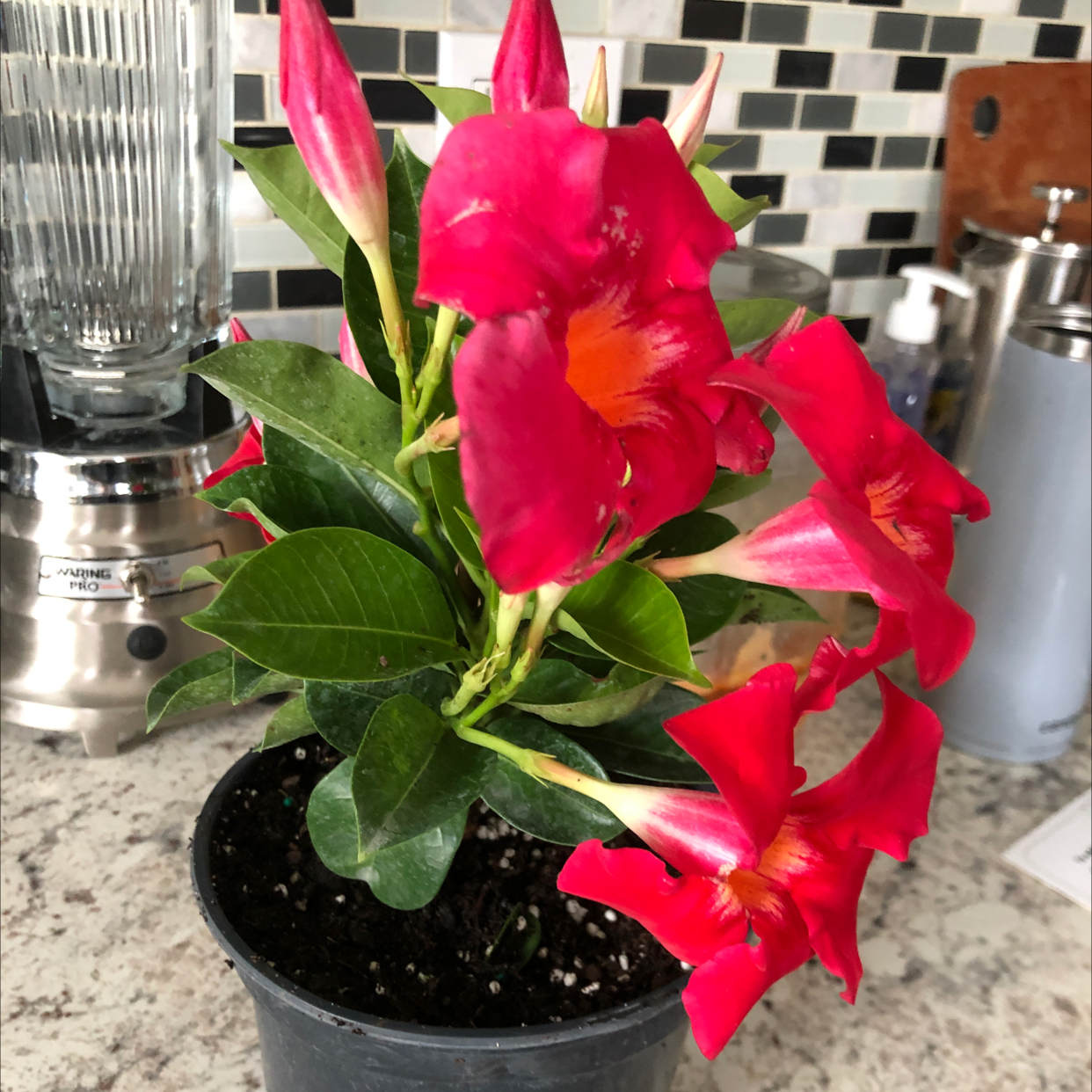 Brazilian Jasmine plant with vibrant red flowers in a black pot, indoor setting.