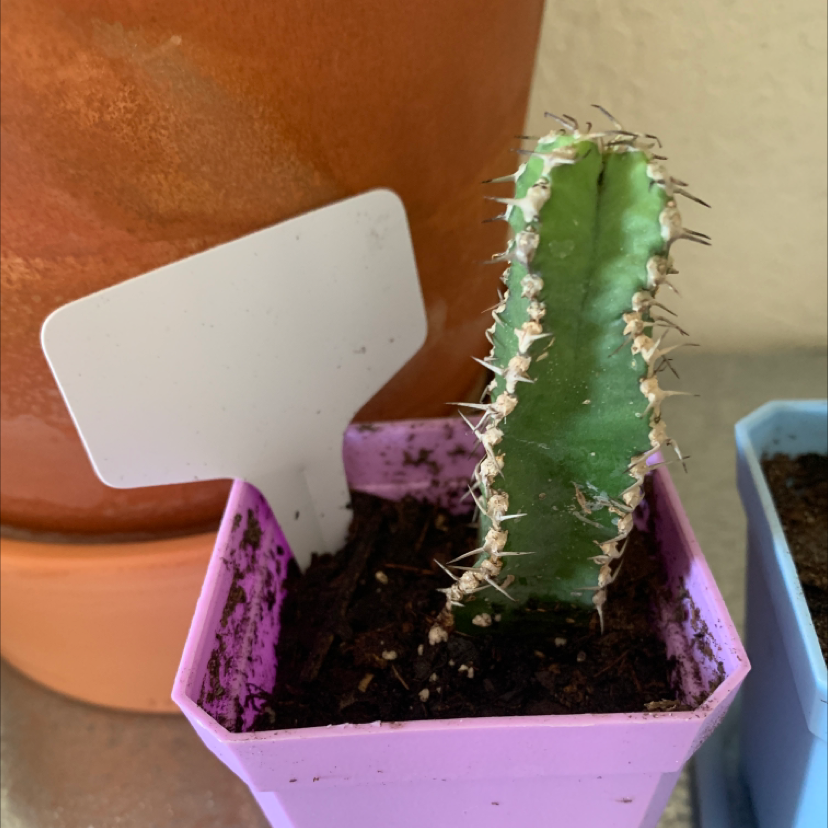 Blue Columnar Cactus in a pink pot with a blank plant label.