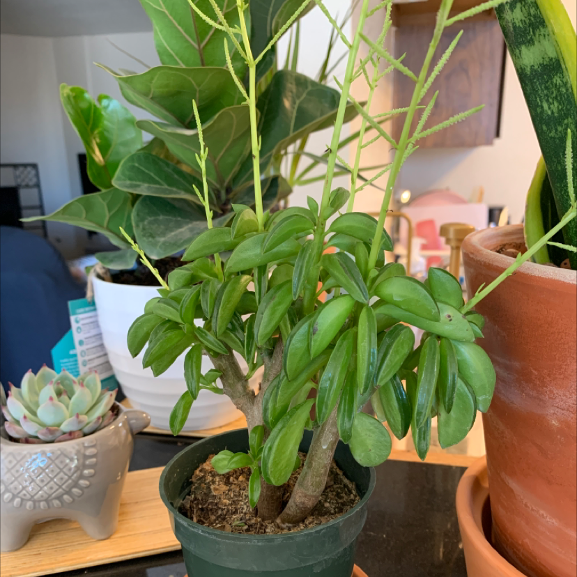 Pincushion Peperomia plant in a small pot with healthy green leaves.