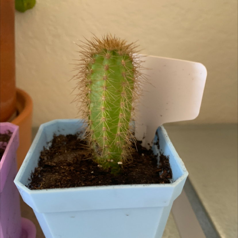 Blue Columnar Cactus in a blue pot with visible soil, appears healthy.