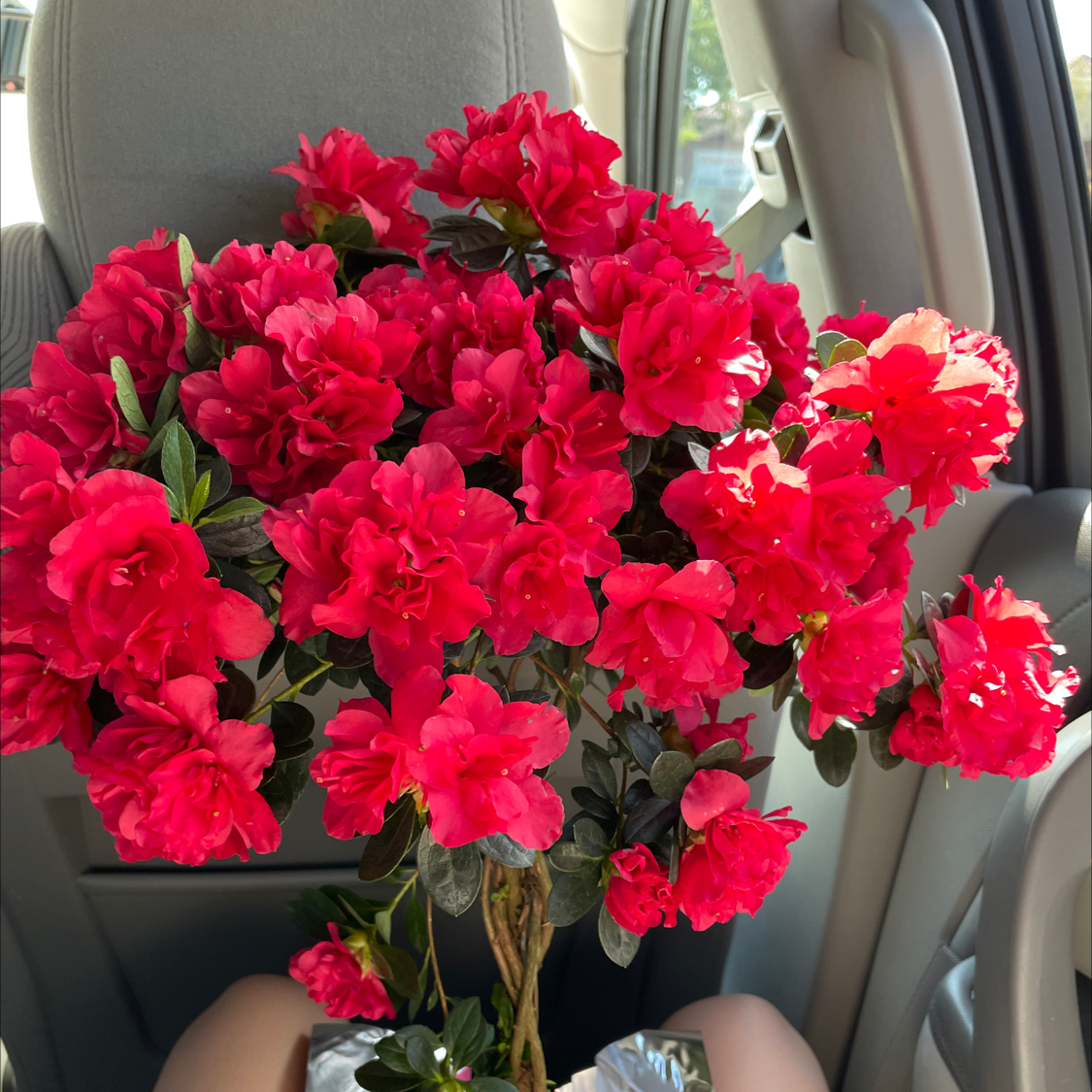 Photo of the plant species Rhododendron Simsii by @nevaeh named red riot on Greg, the plant care app