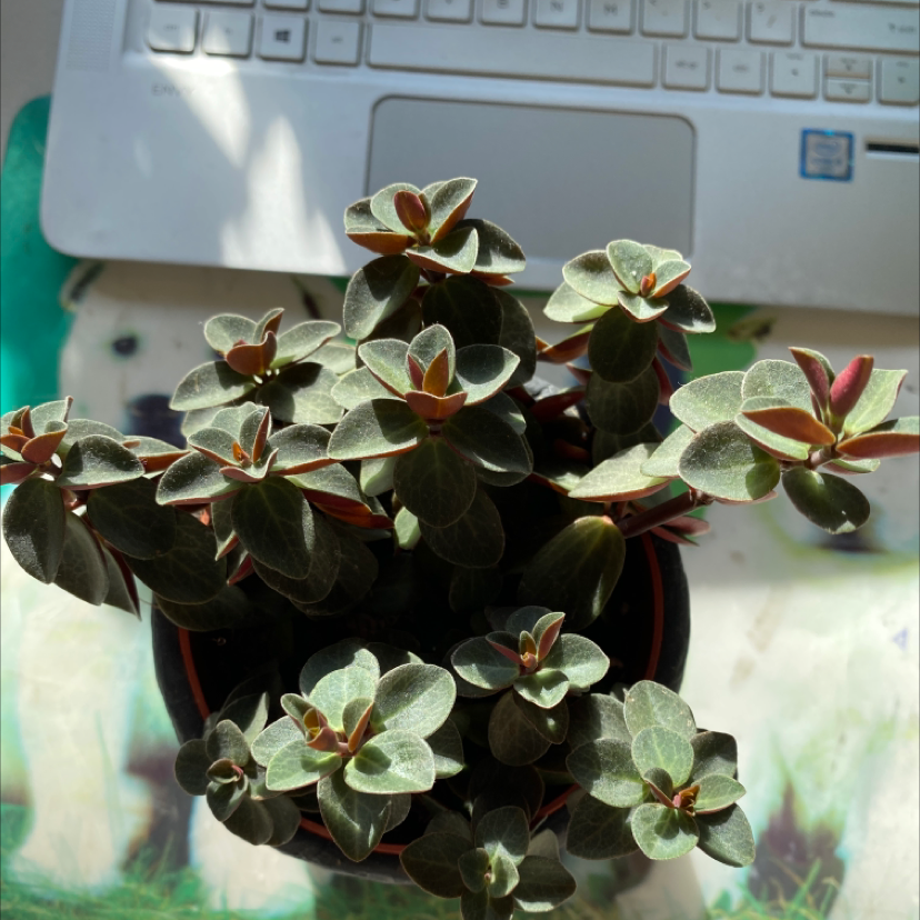 Peperomia Red Log plant in a pot, healthy with vibrant leaves.