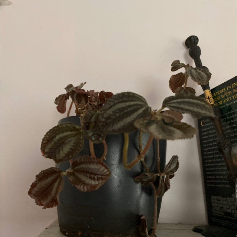 Aluminum Plant plant photo by Audrey named Luna on Greg, the plant care app.