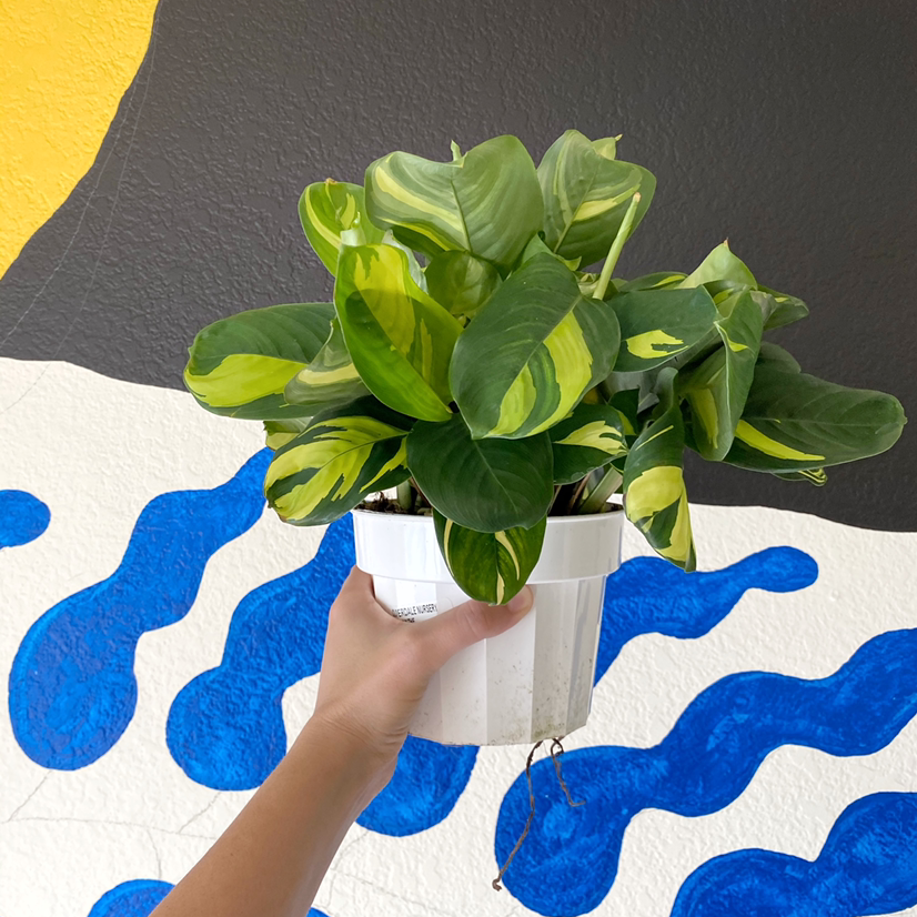 Golden Mosaic Plant with variegated leaves held by a hand against a colorful mural background.