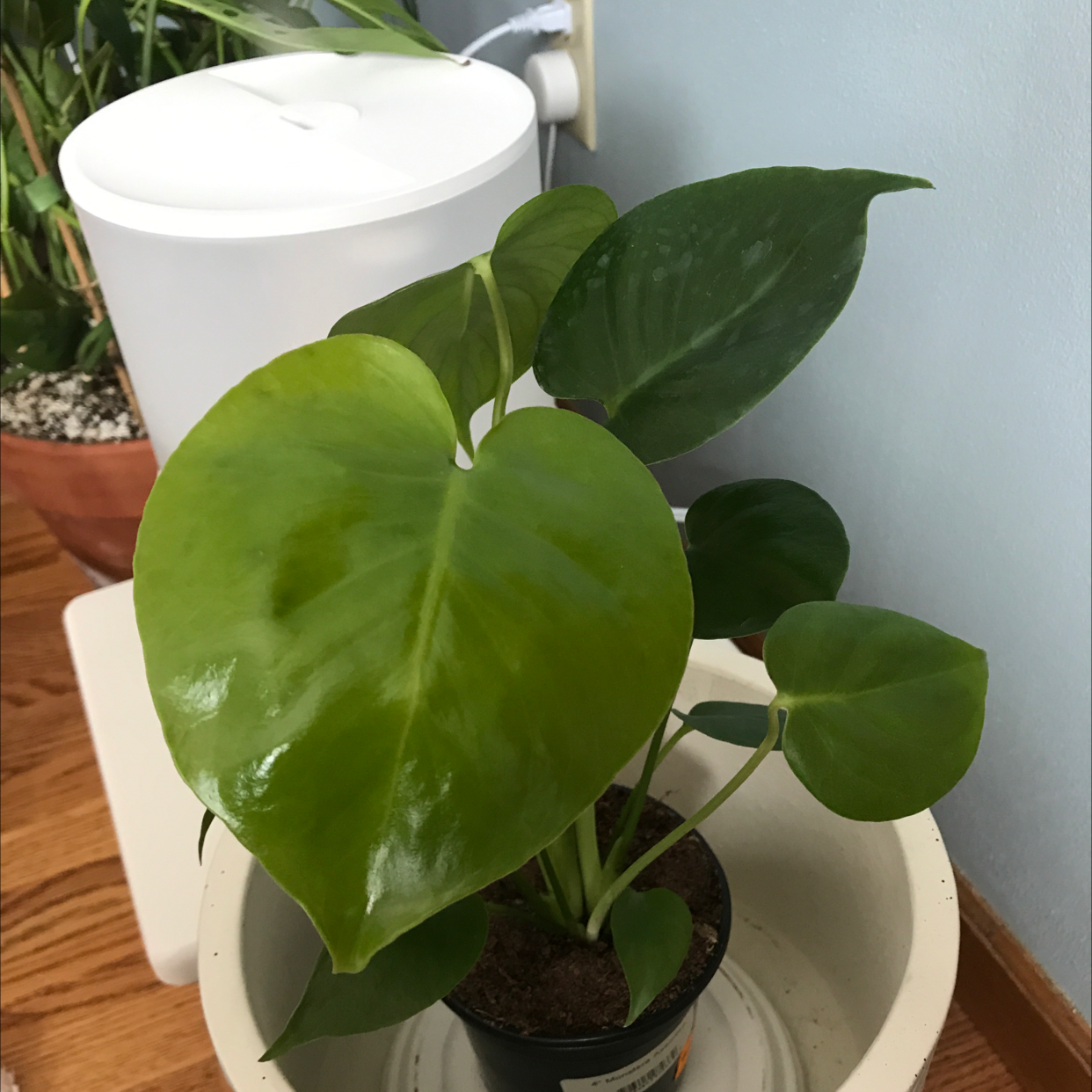 Healthy Monstera deliciosa plant with large green fenestrated leaves in a white self-watering planter.