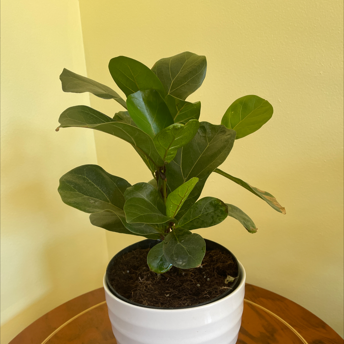 Dwarf Fiddle Leaf Fig plant in a white pot with healthy green leaves.