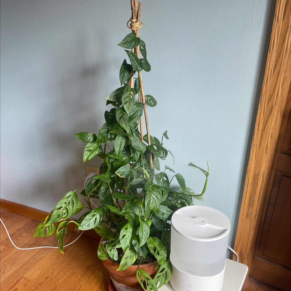 Swiss Cheese Vine plant supported by a stake in a pot indoors, with a humidifier next to it.