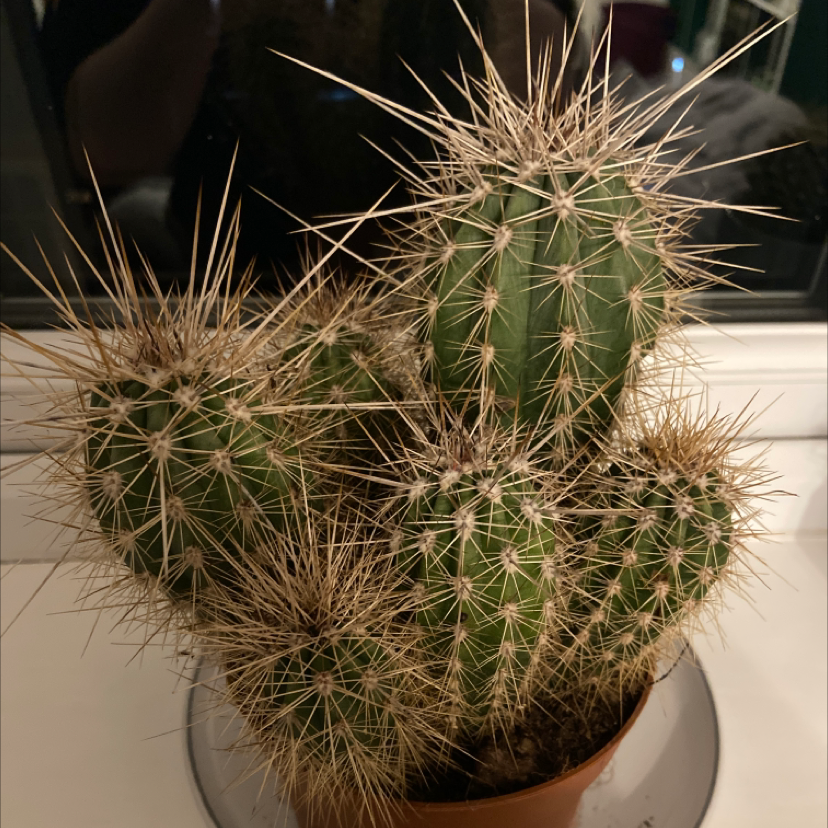 Engelmann's Hedgehog Cactus with multiple stems and prominent spines in a pot.