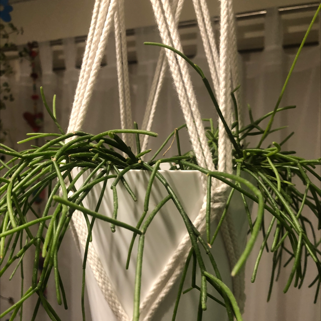 Mistletoe Cactus (Rhipsalis baccifera) in a hanging pot with green stems.