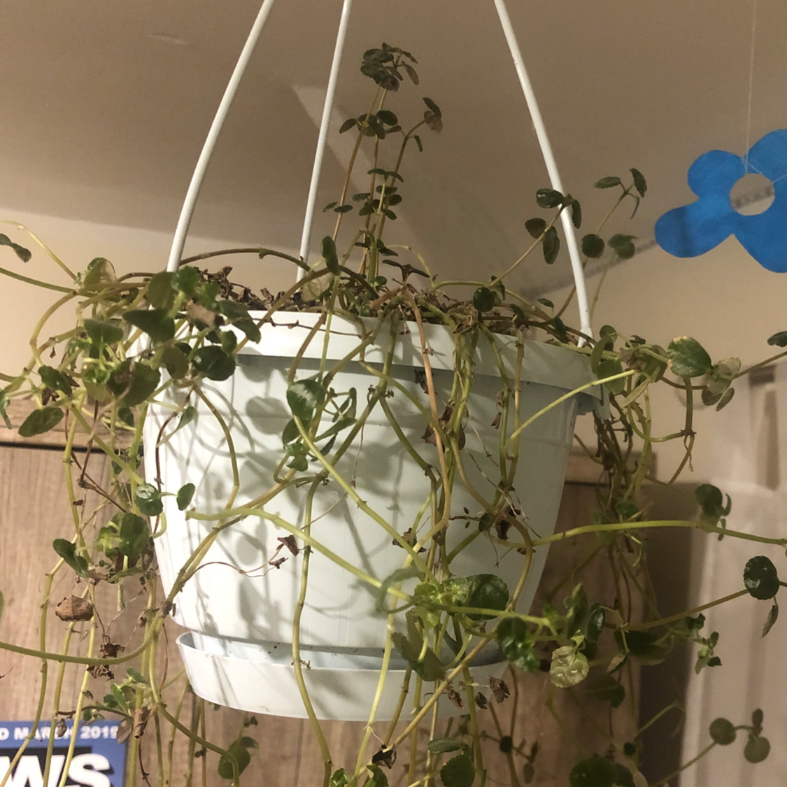 Healthy Pilea Baby Tears plant in hanging planter with long trailing vines and lush green round leaves.