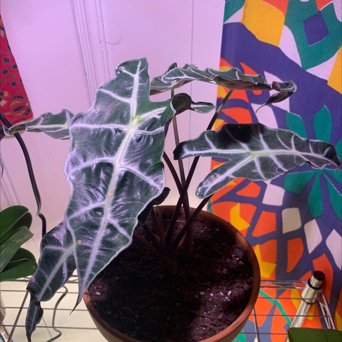 Alocasia Polly plant with dark green leaves and white veins in a pot with visible soil.