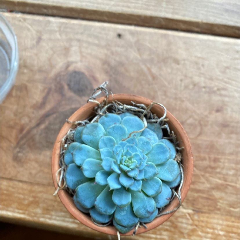 Mexican Snowball plant photo by @Madalynst named Betty on Greg, the plant care app.