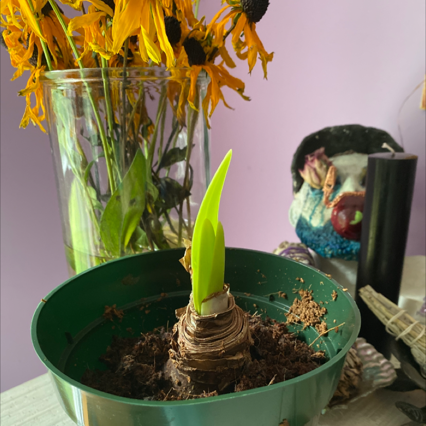 Photo of the plant species Barbosa Lily by @Madalynst named Ade on Greg, the plant care app