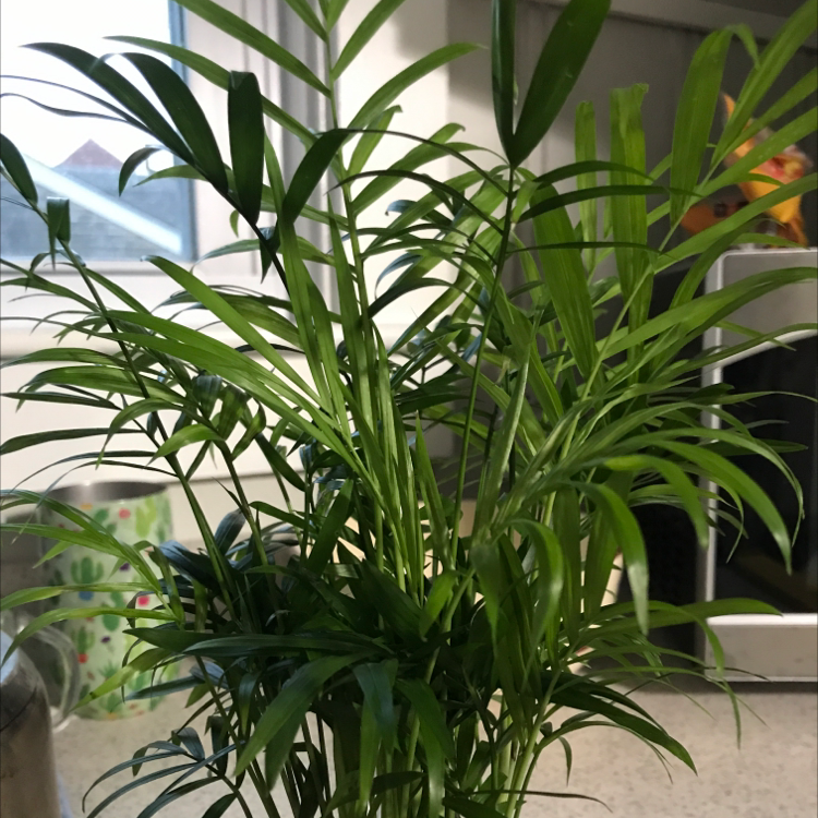 Healthy parlour palm plant with lush green fronds, situated near a sunny window in an indoor setting. No signs of discoloration or disease.