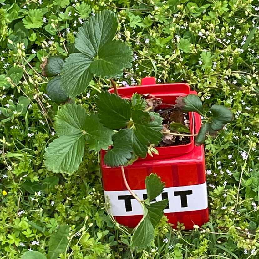 California Strawberry plant in a red container labeled 'TNT', with some browning leaves.