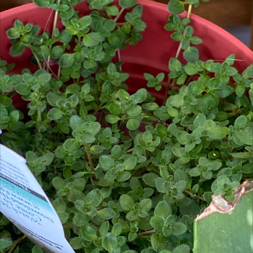 A thriving oregano plant with dense green foliage growing in a red plastic pot, well-framed and in focus.