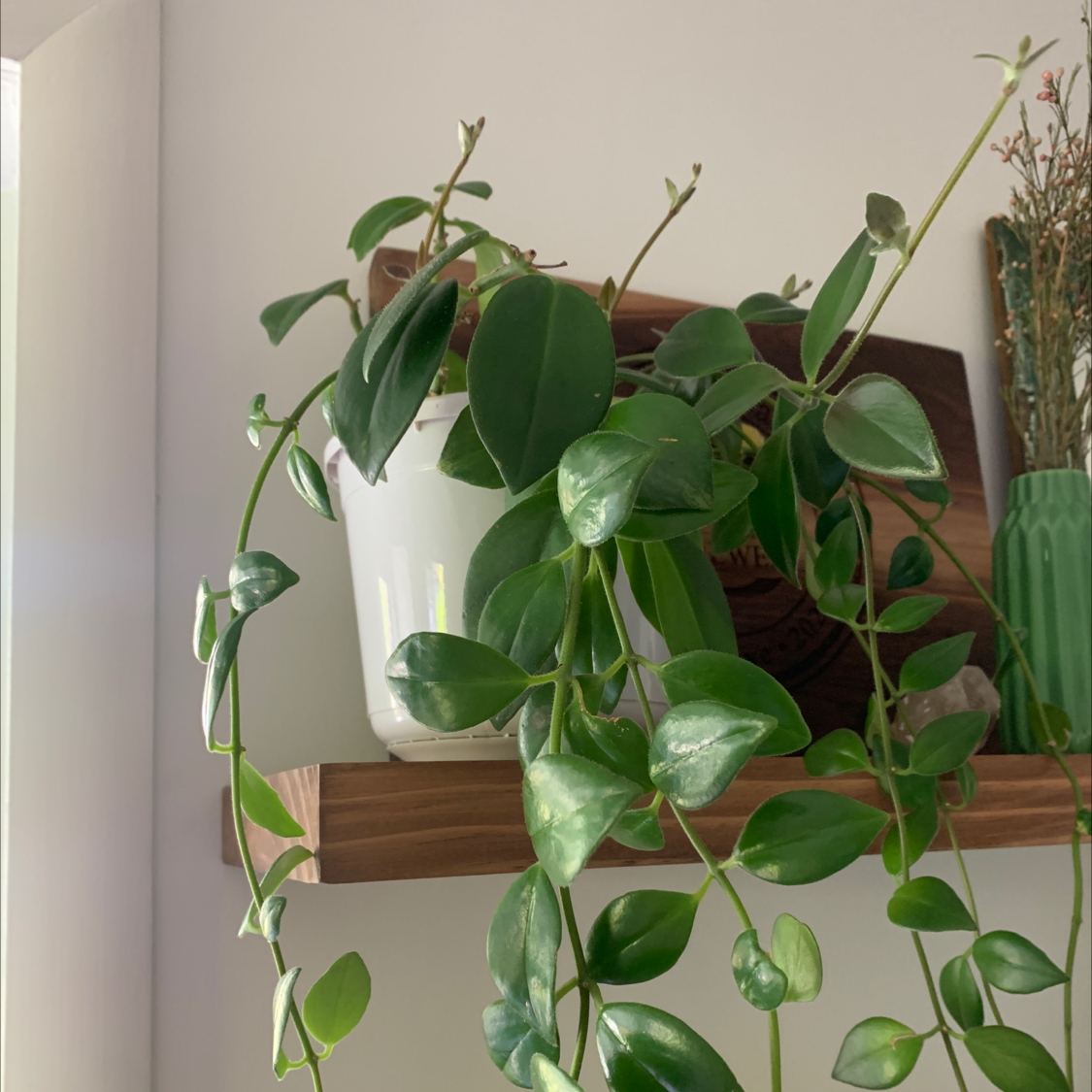 Healthy Greater Periwinkle plant with glossy dark green oval leaves, growing in a white ceramic pot on a wooden shelf.