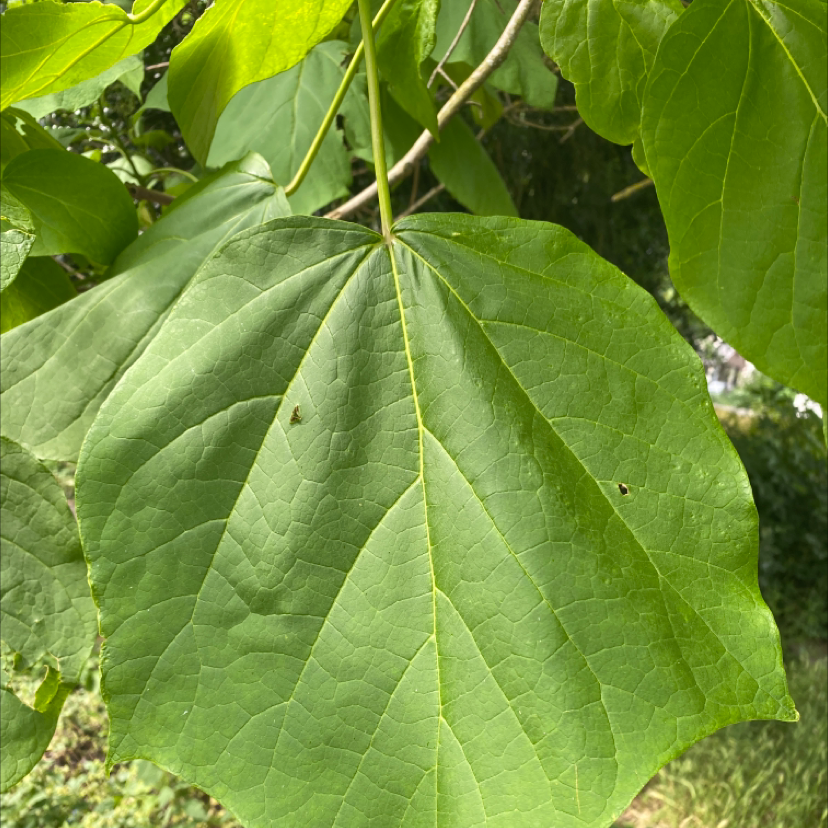 Close-up of a large, green Empress Tree leaf with a few small holes.