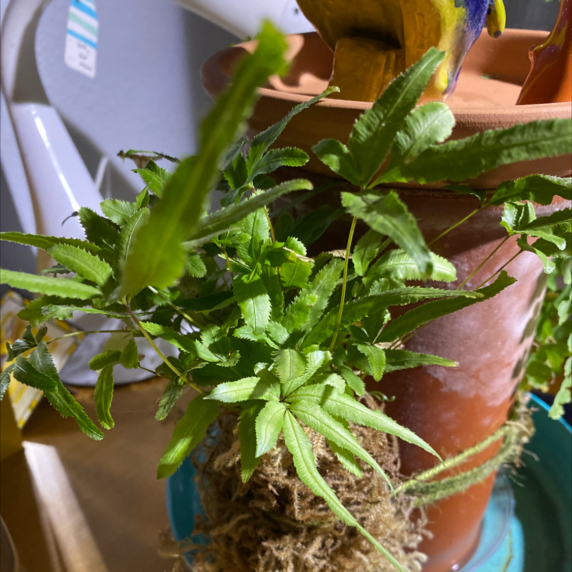 Healthy Brake Fern in a pot with vibrant green leaves.