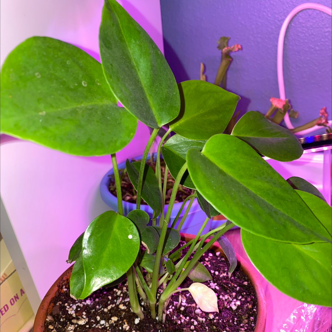 Monstera 'Albo' plant with green leaves in a pot with visible soil.