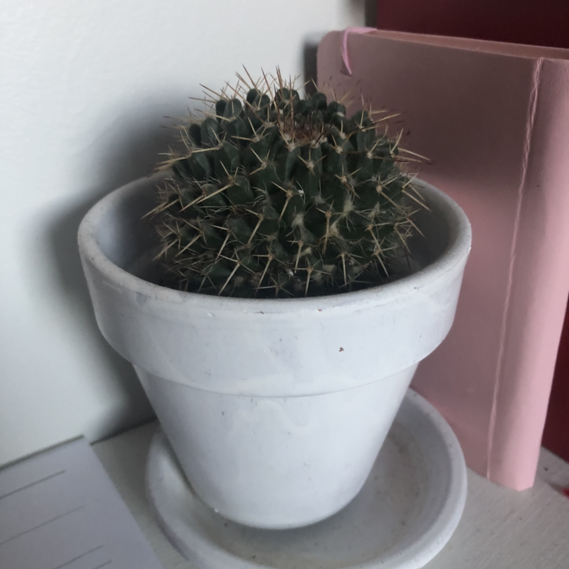 Mexican Pincushion cactus in a white pot, well-framed and healthy.