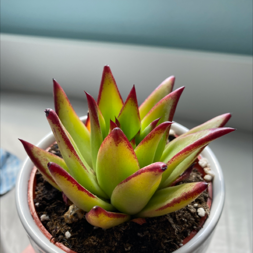 Photo of the plant species Lipstick Echeveria by @baileyrae named Andre on Greg, the plant care app