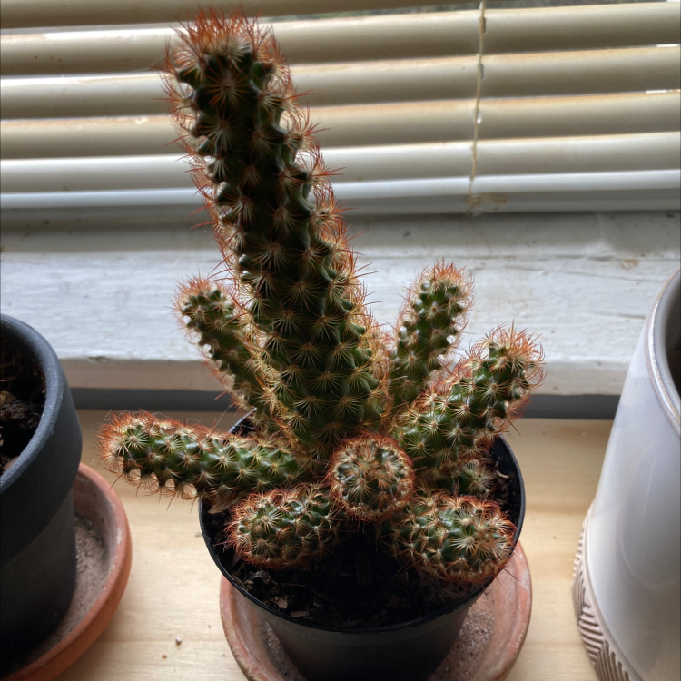 Lady Finger Cactus 'Copper King' in a pot on a windowsill, healthy and well-framed.
