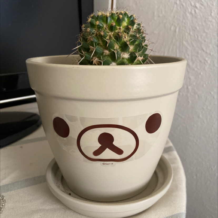Mexican Pincushion cactus in a decorative pot with a neutral indoor background.