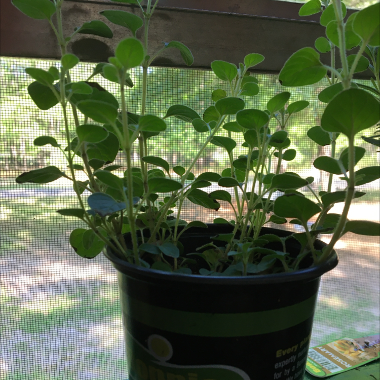 A healthy potted oregano plant with dense green leaves, growing outdoors on a wooden deck or patio.