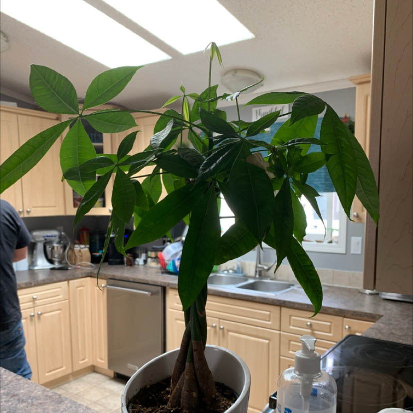 Money Tree plant photo by @Lil45.2006 named Taylor Swift on Greg, the plant care app.