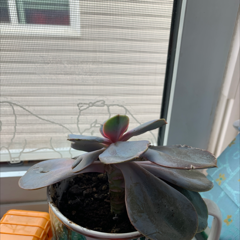 Echeveria Gibbiflora plant photo by @Lil45.2006 named Osmo on Greg, the plant care app.