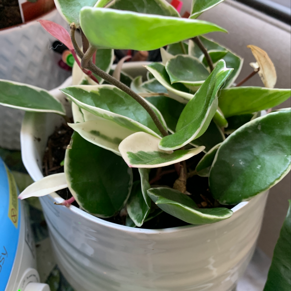 A thriving wax plant with variegated green and white leaves, held by a human hand to showcase its healthy appearance.