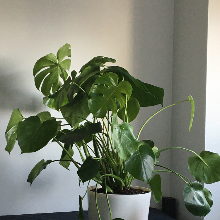 Healthy Monstera plant with large, glossy, green split leaves, thriving in a white pot against a plain background.