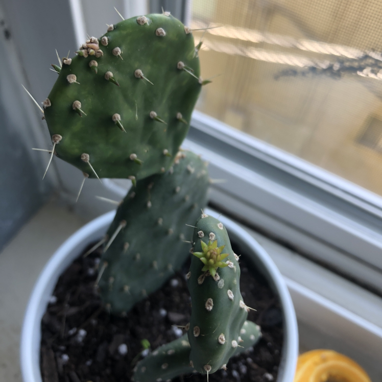 Plant care for Philodenron Jose Buono on Greg, the plant care app