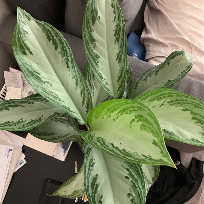 A healthy dieffenbachia plant with large, marbled green and white leaves. Some lower leaves are yellowing.